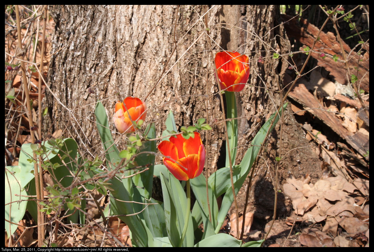 2011mar25_tulips_IMG_0695.jpg
