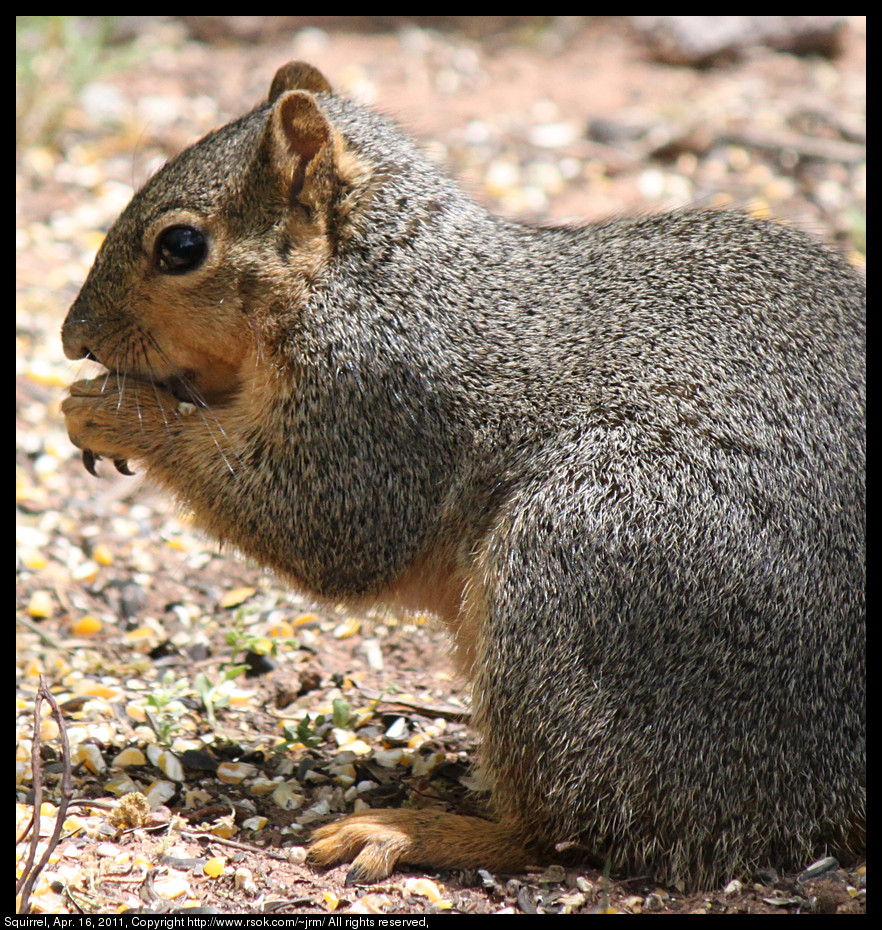 2011apr16_squirrel_IMG_0781.jpg