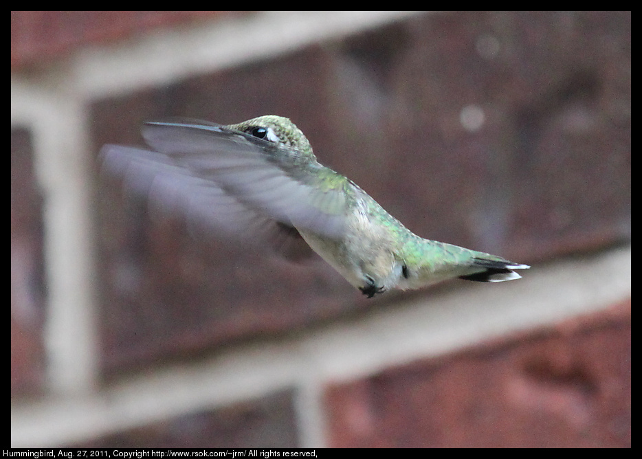 2011aug27_hummingbird_IMG_1479.jpg