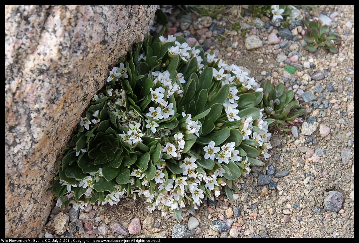 White flowers growing among rocks.