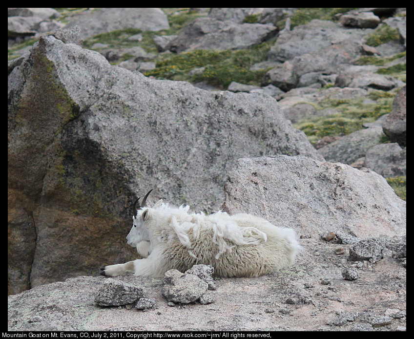 Mountain goat lying on rocks looking over the edge.