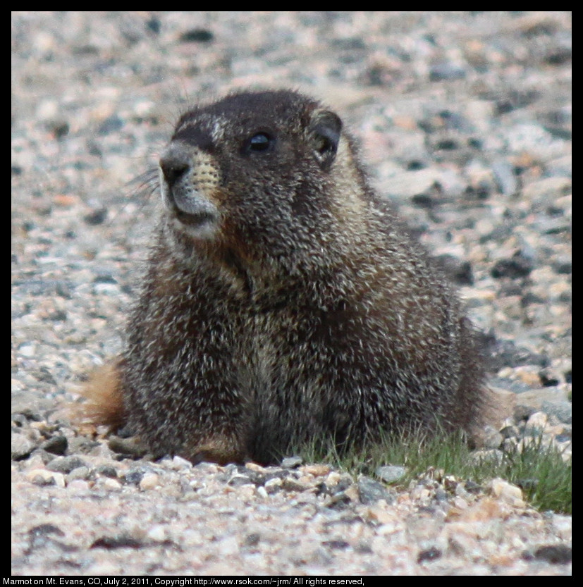 Marmot sitting on rocks next to grass.