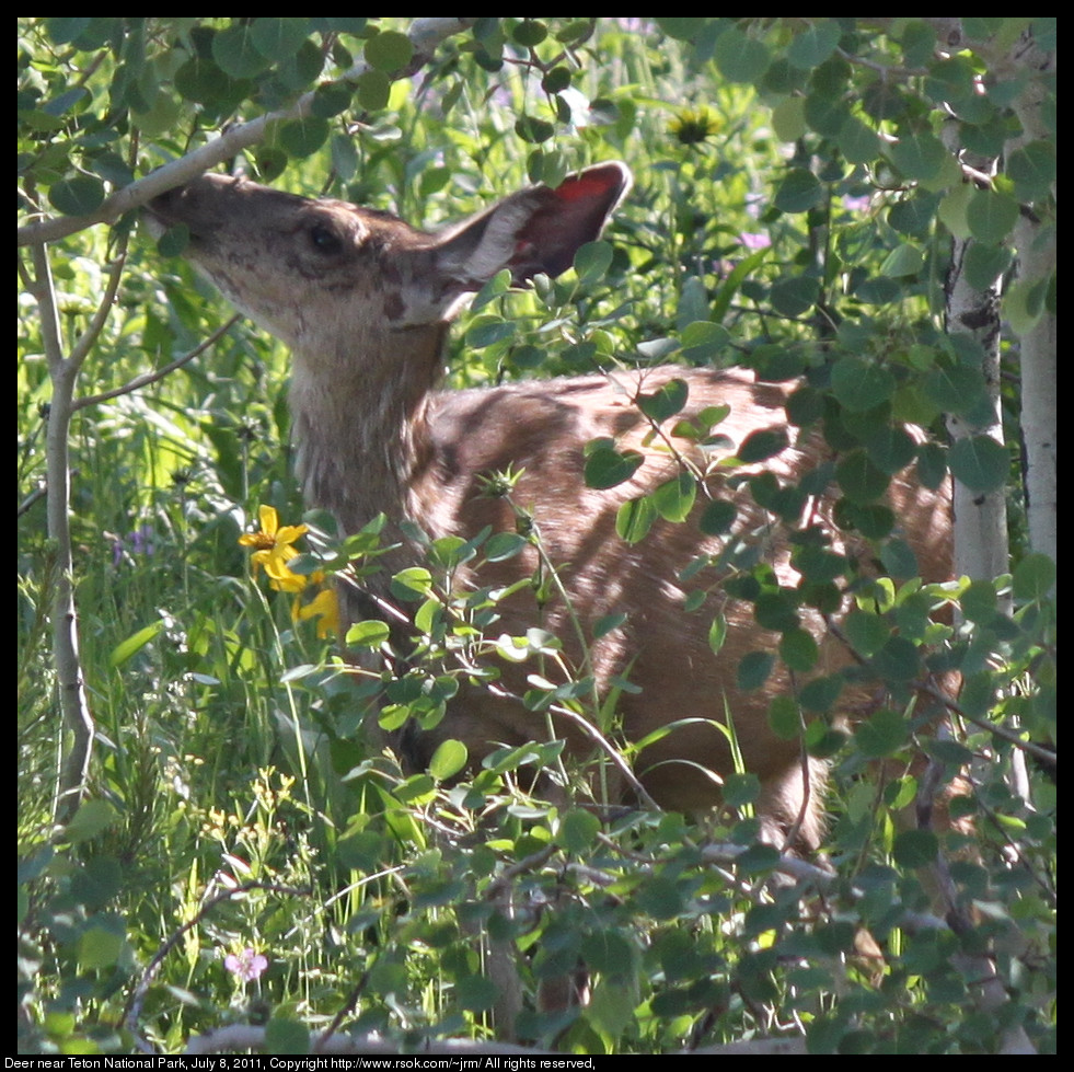Deer browsing leaves from trees near wild flowers.