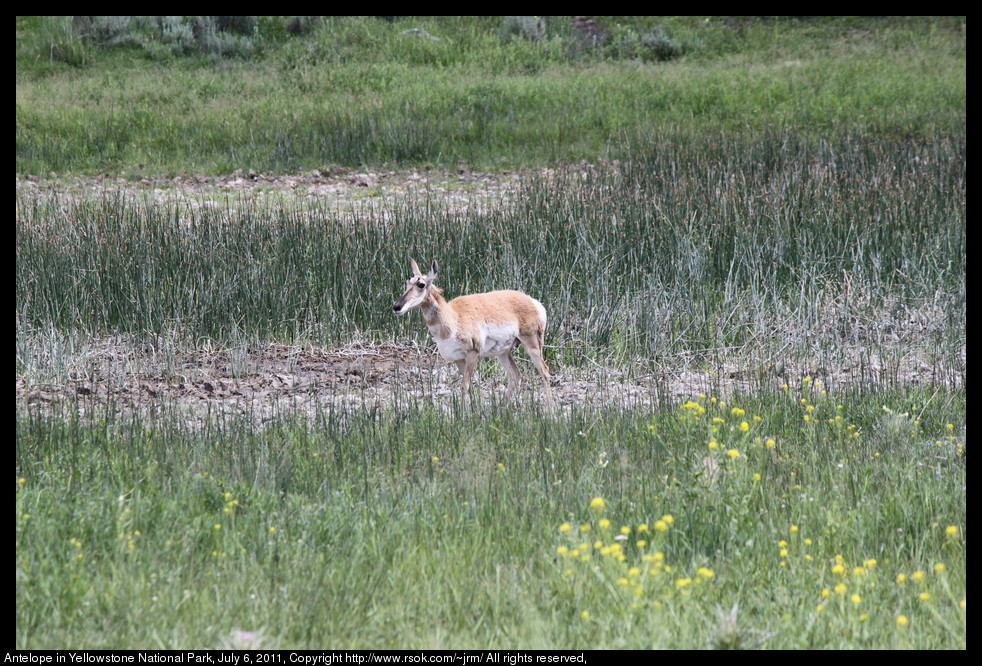 Antelope walking through grass and cattails by stream.