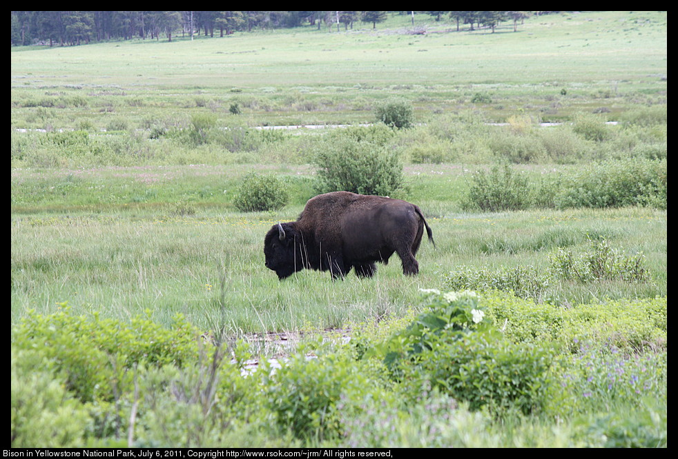 Bison walking through tall grass.