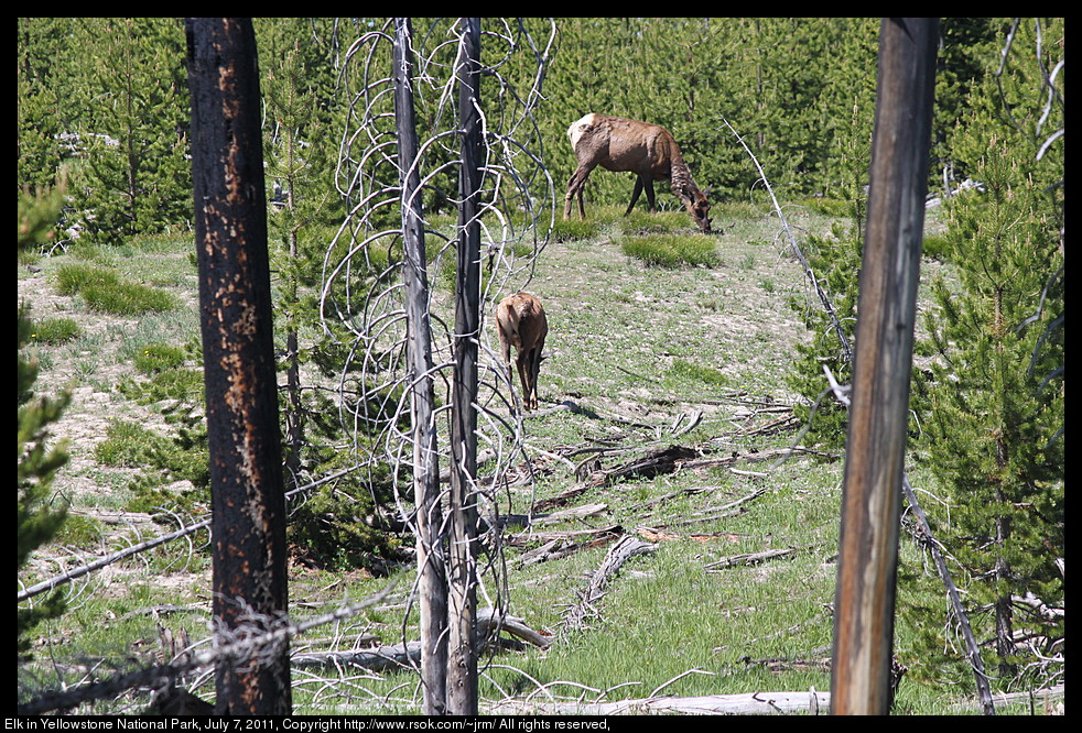 Elk grazing among trees on mountainside.
