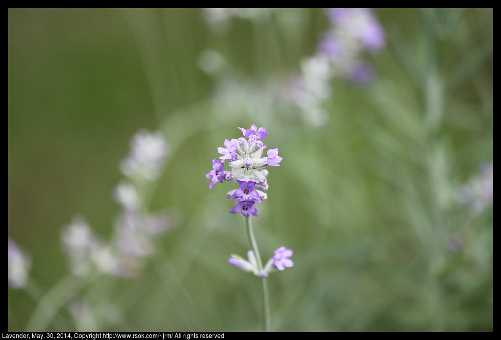 2014May30_lavender_IMG_5193.jpg