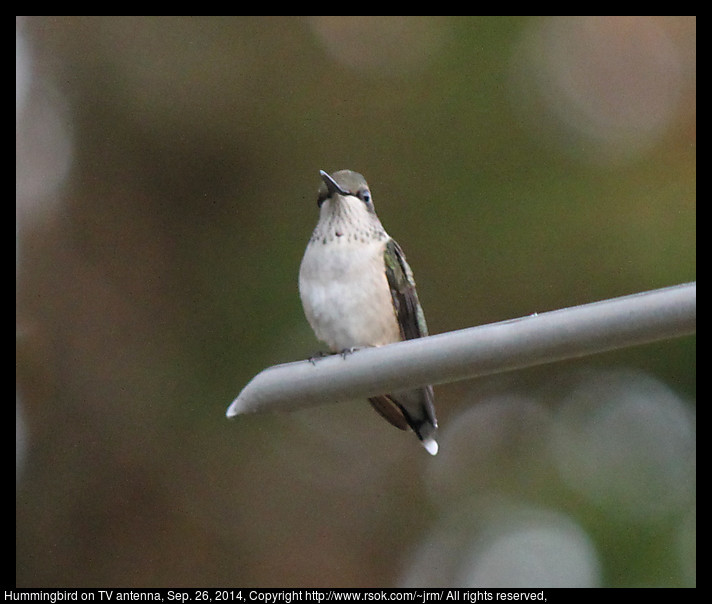 2014sep26_hummingbird_IMG_5481.jpg