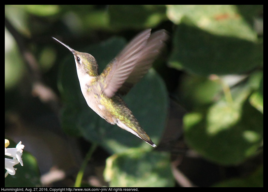 2016aug27_hummingbird_IMG_6014.jpg
