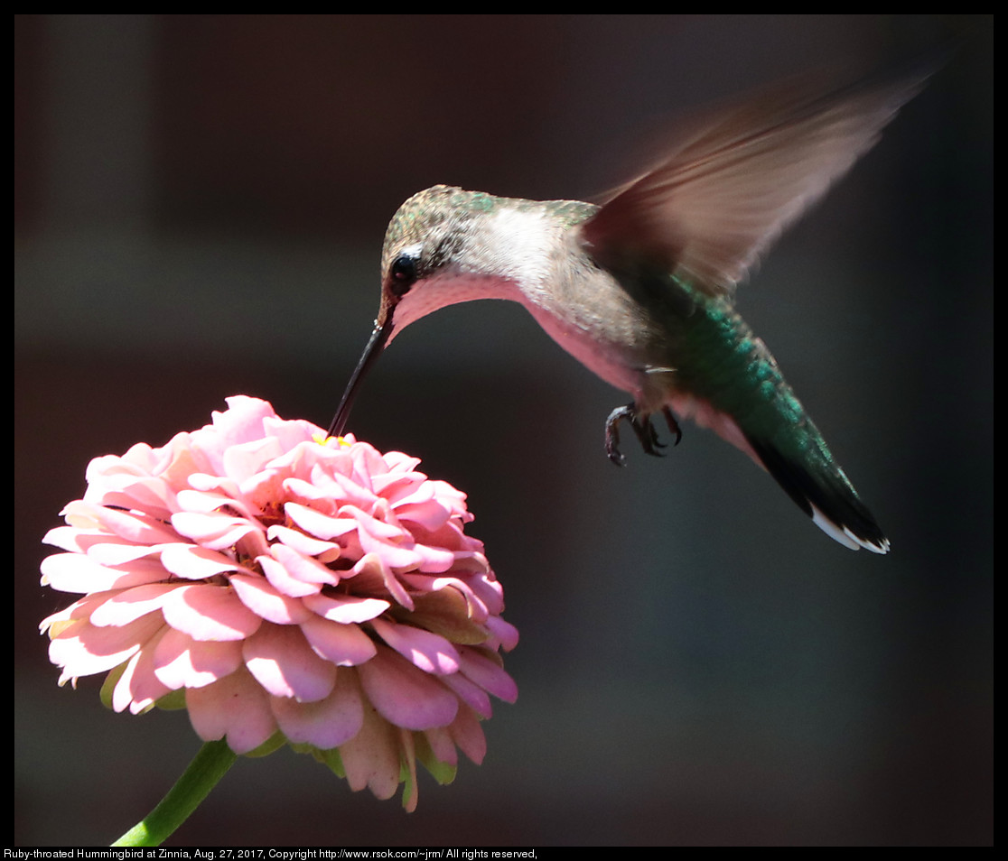 2017aug27_hummingbird_IMG_6188.jpg
