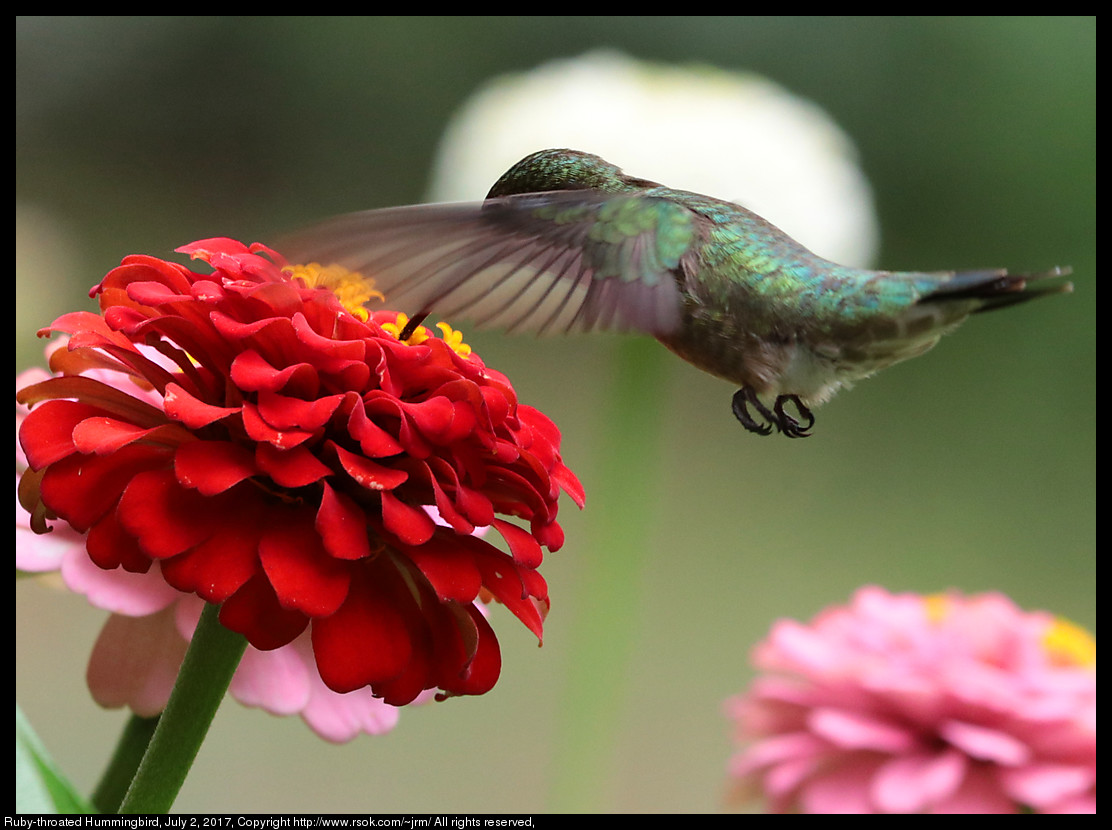 2017jul02_hummingbird_IMG_5371.jpg