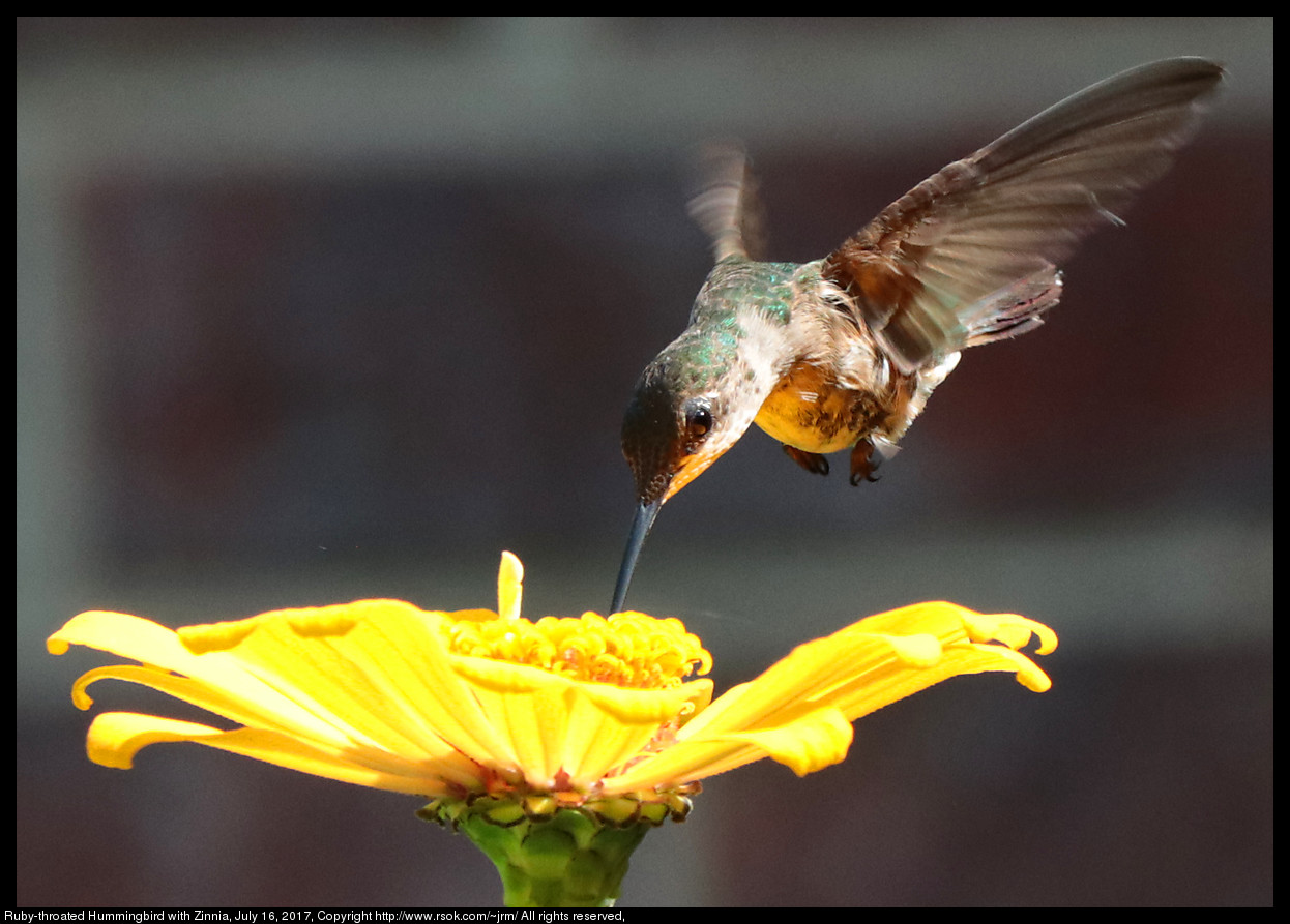 2017jul16_hummingbird_IMG_5683.jpg
