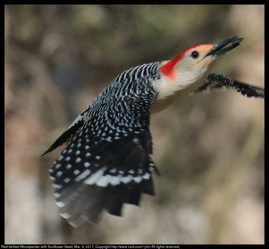 Red-bellied Woodpecker with Sunflower Seed, Mar. 9, 2017