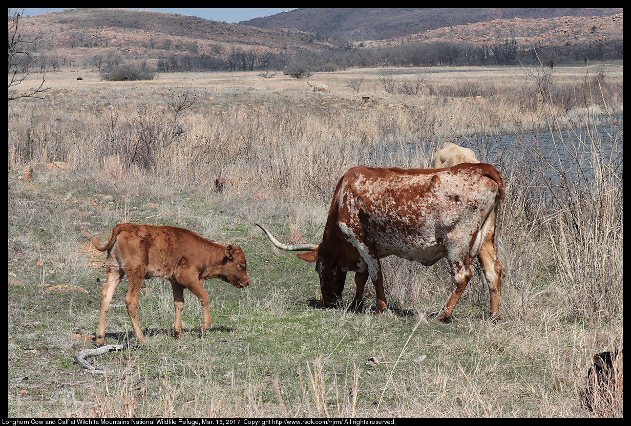 Longhorn Cow and Calf at Wichita Mountains National Wildlife Refuge, Mar. 16, 2017