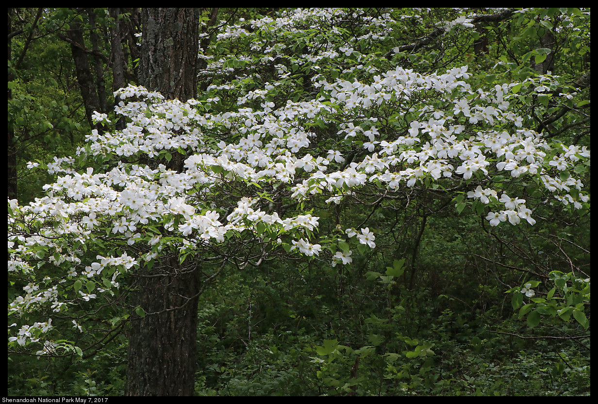 flowering dogwood (Cornus florida) in Shenandoah National Park, May 7, 2017