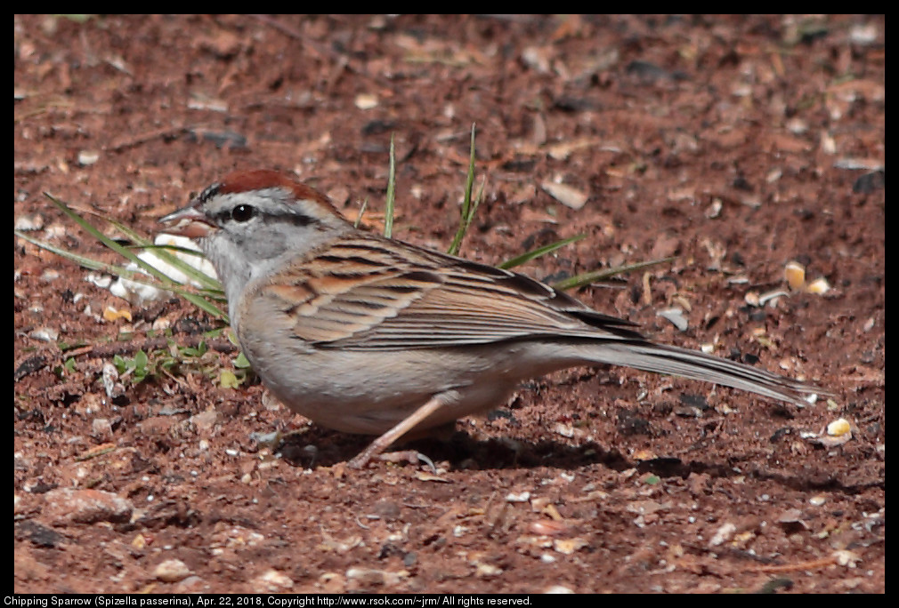 Chipping Sparrow (Spizella passerina), Apr. 22, 2018