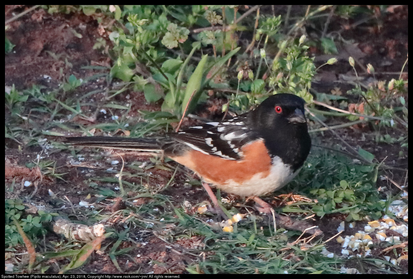 Spotted Towhee (Pipilo maculatus), Apr. 23, 2018