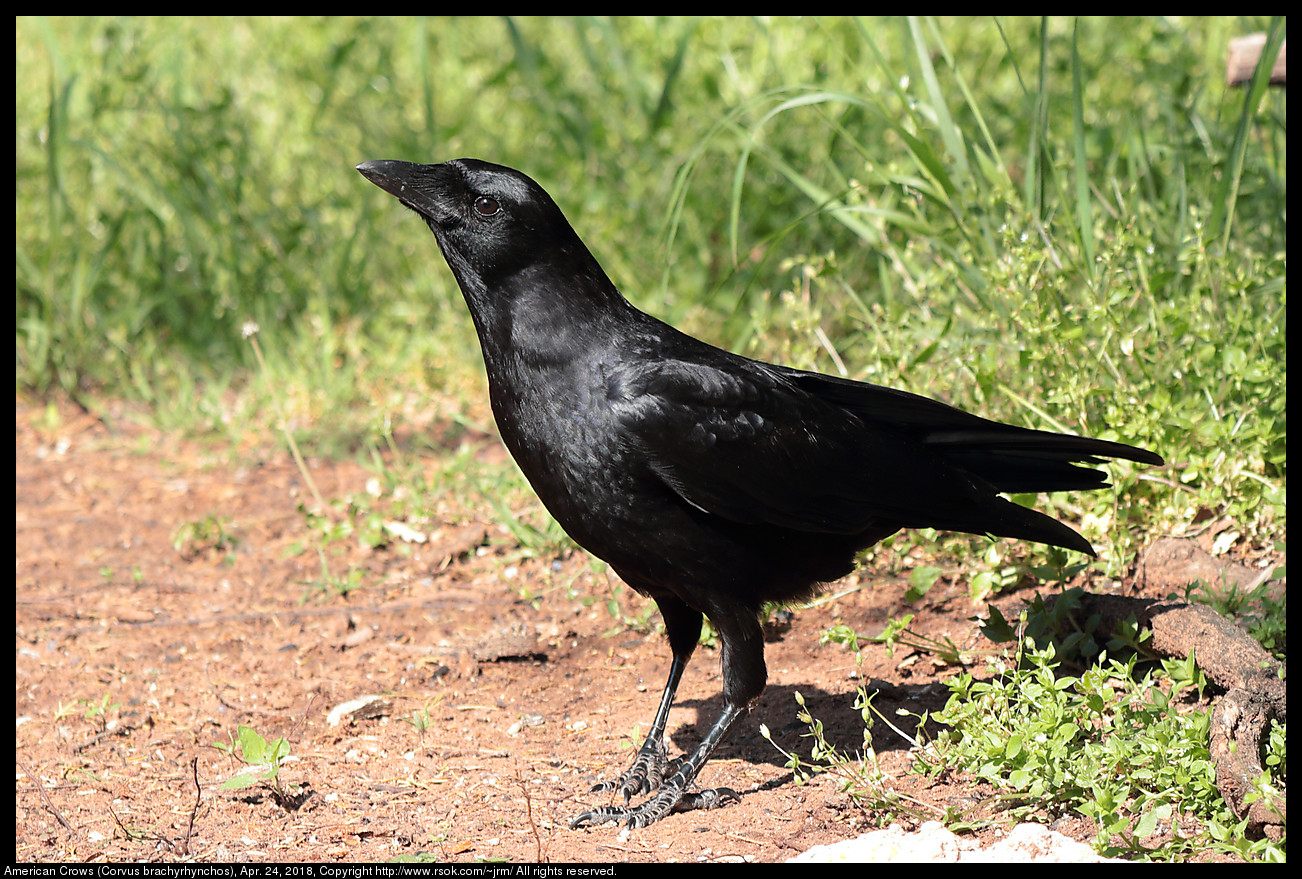 American Crows (Corvus brachyrhynchos), Apr. 24, 2018