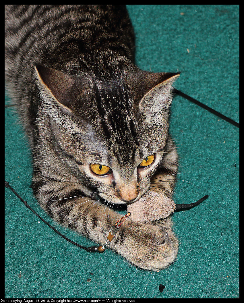 Xena caught the toy mouse.