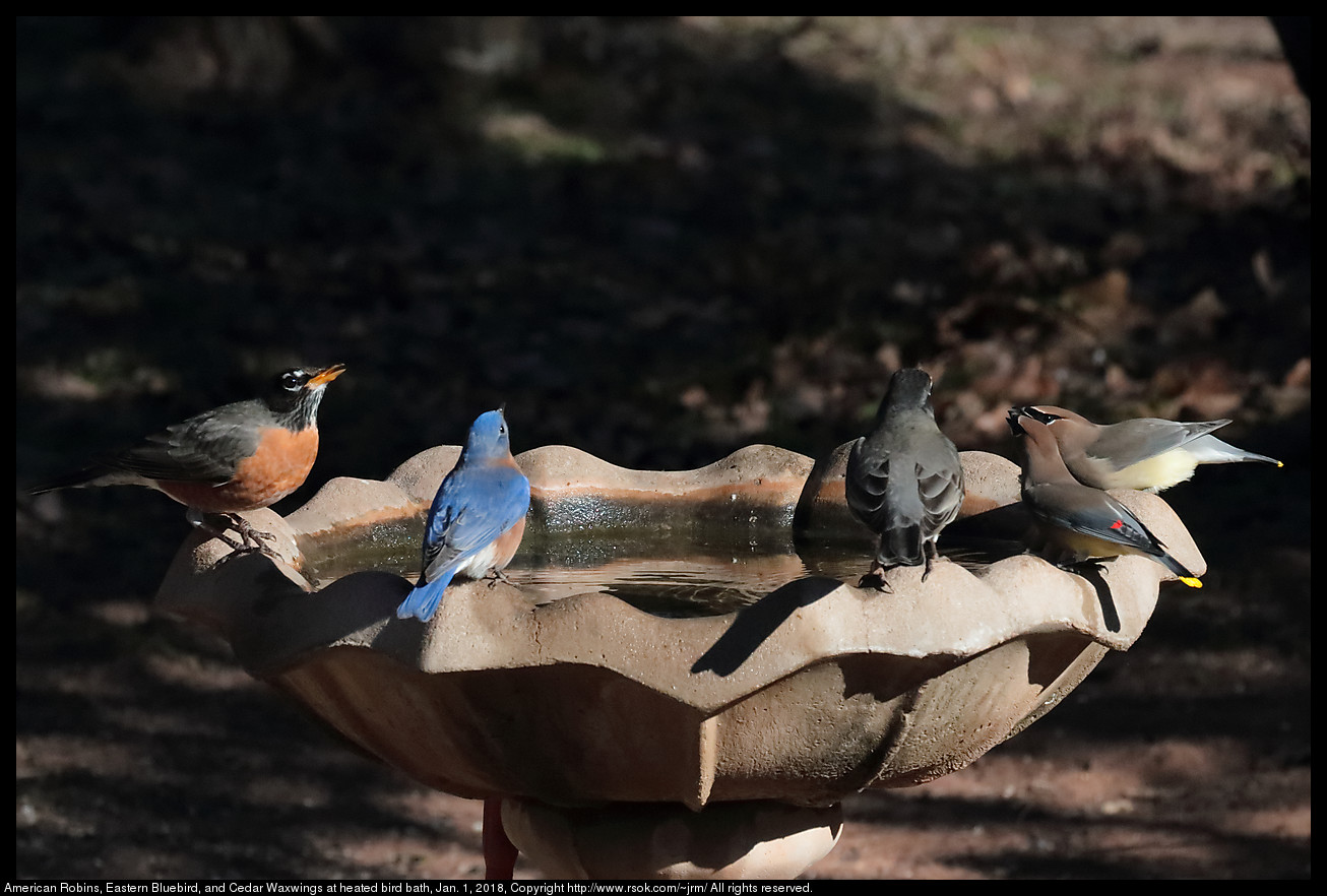 Robin, Bluebird, and Waxwings at heated bird bath, Jan. 1, 2018