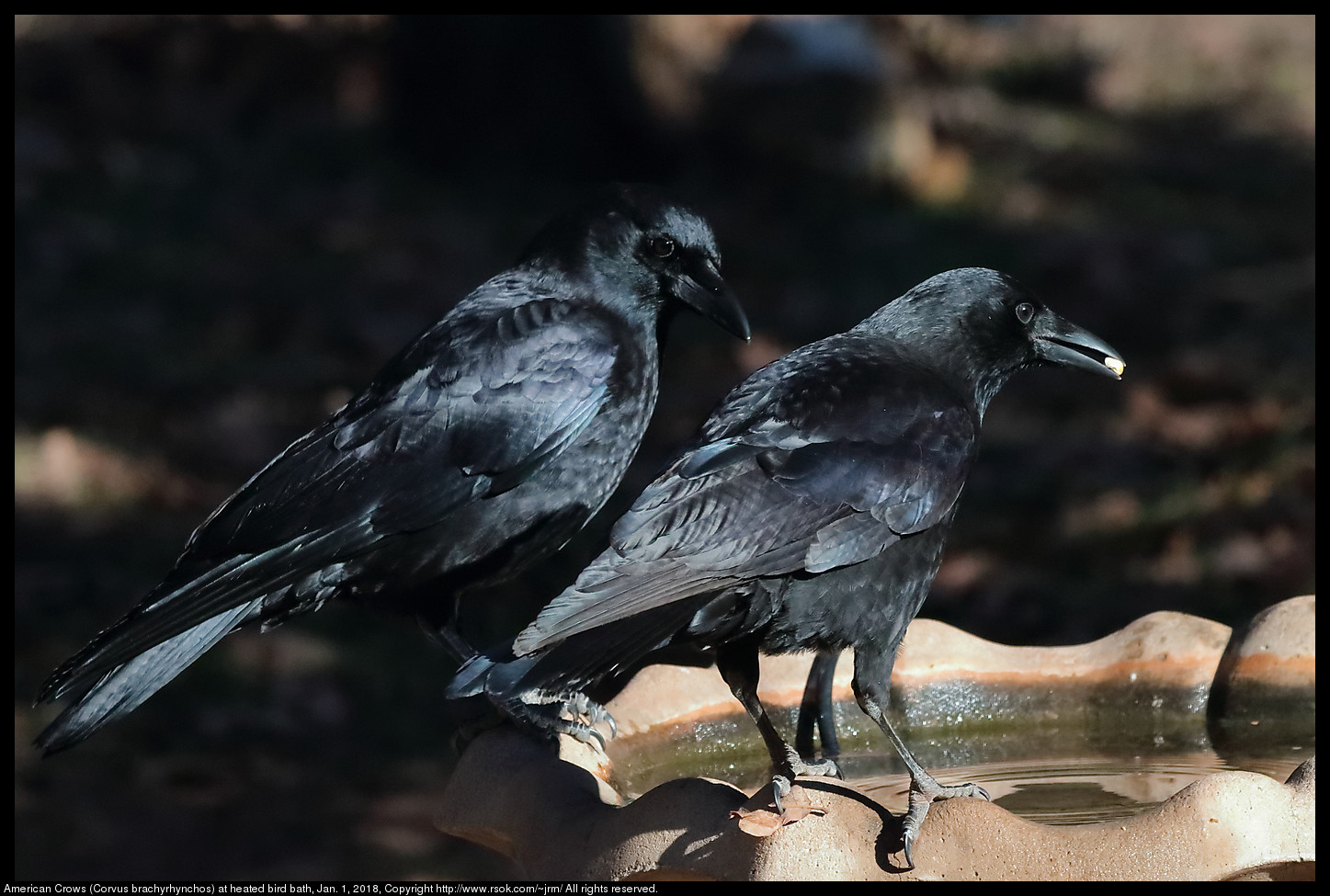 American Crows (Corvus brachyrhynchos) at heated bird bath, Jan. 1, 2018