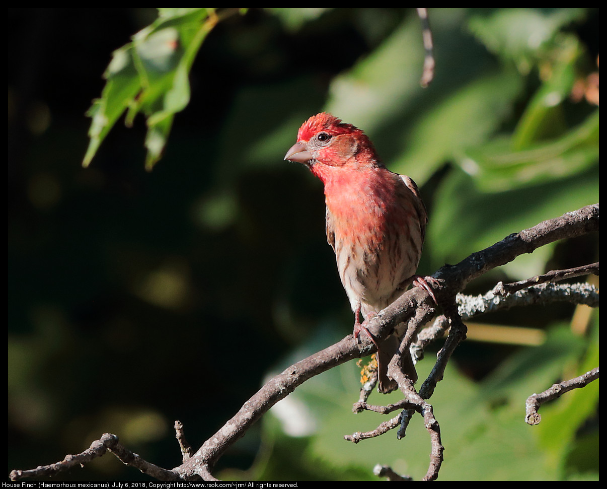 House Finch (Haemorhous mexicanus), July 6, 2018