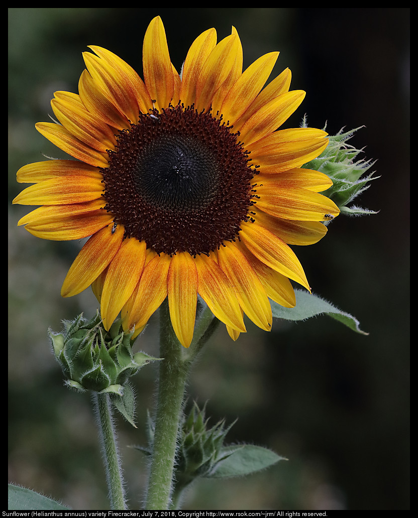 Sunflower (Helianthus annuus) variety Firecracker, July 7, 2018