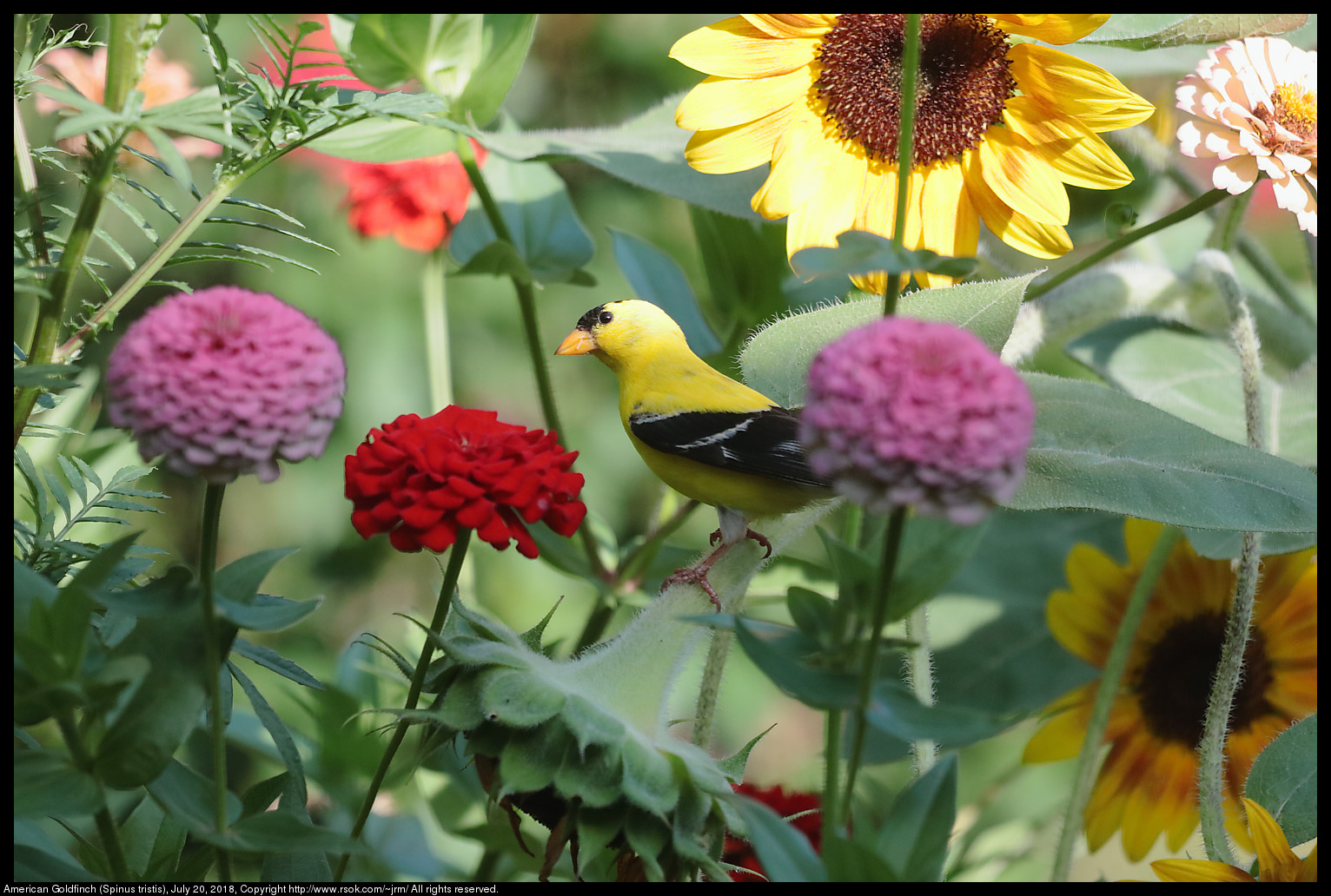 American Goldfinch (Spinus tristis), July 20, 2018