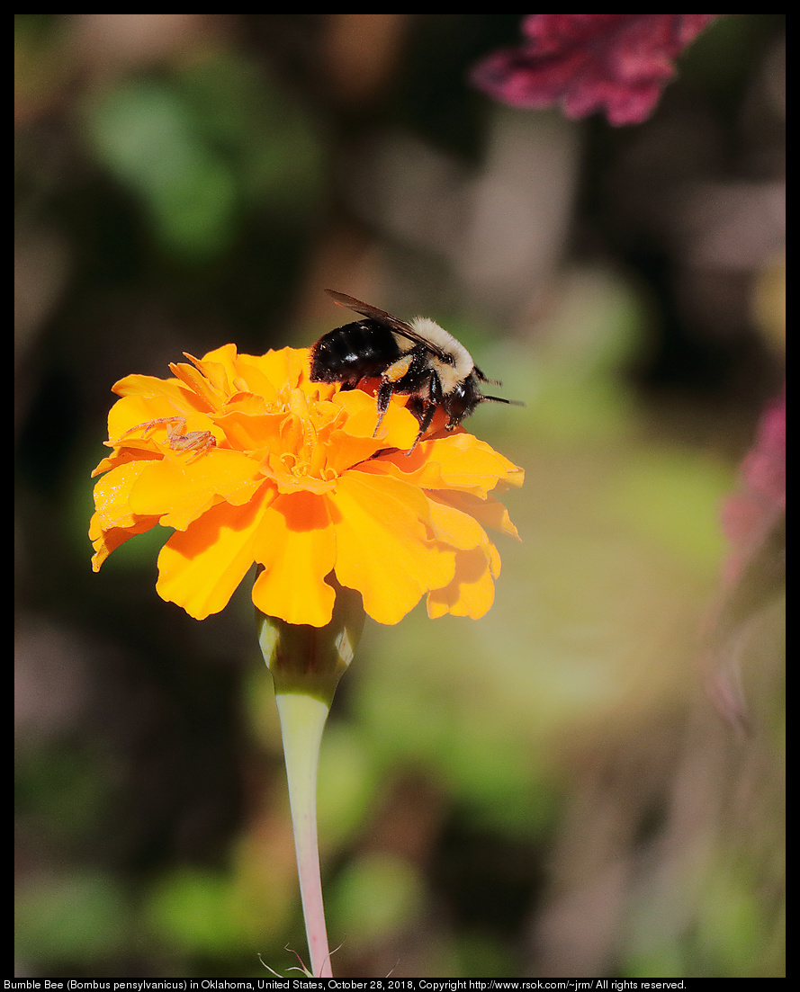 Bumble Bee (Bombus pensylvanicus) in Oklahoma, United States, October 28, 2018