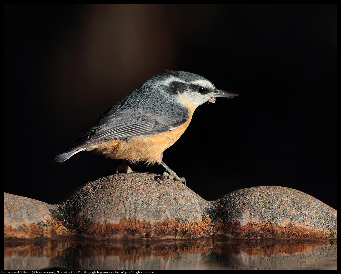 Red-breasted Nuthatch (Sitta canadensis), November 29, 2018
