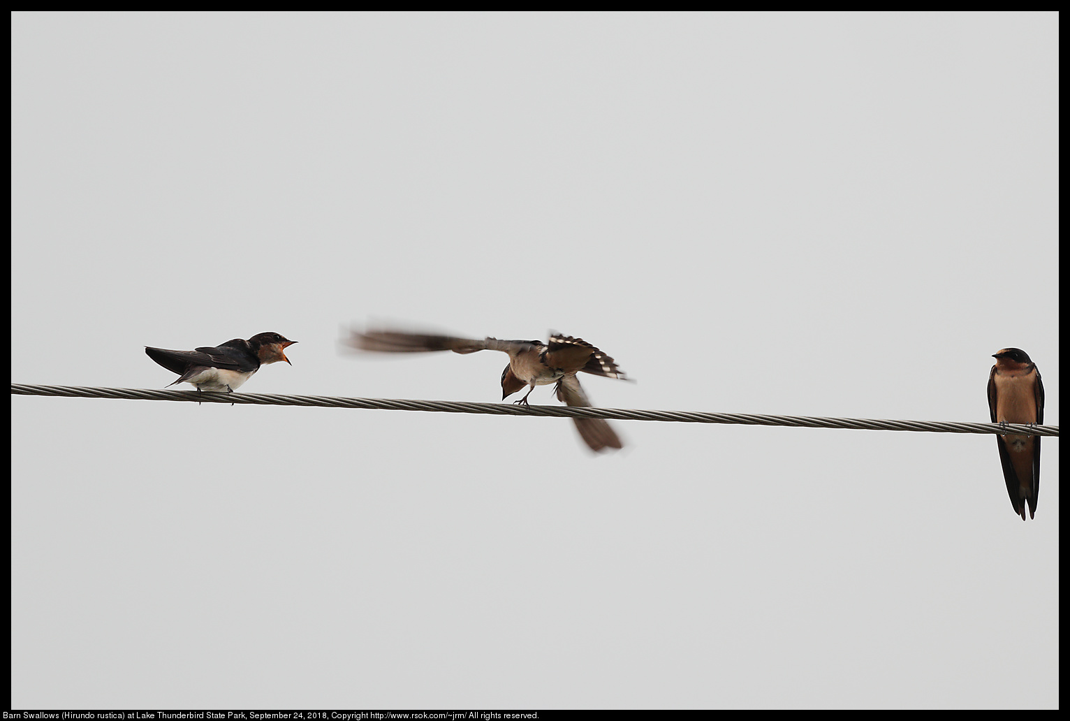 Barn Swallows (Hirundo rustica) at Lake Thunderbird State Park, September 24, 2018