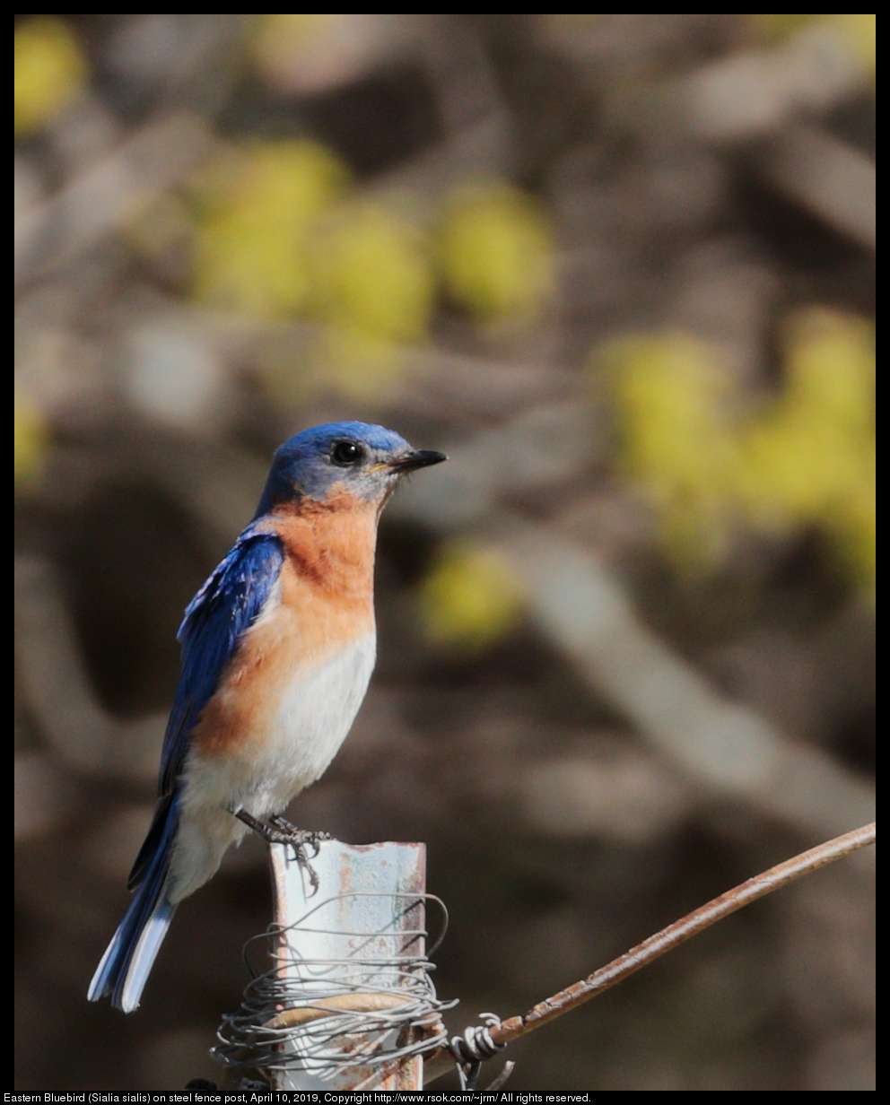 Eastern Bluebird (Sialia sialis) on steel fence post, April 10, 2019