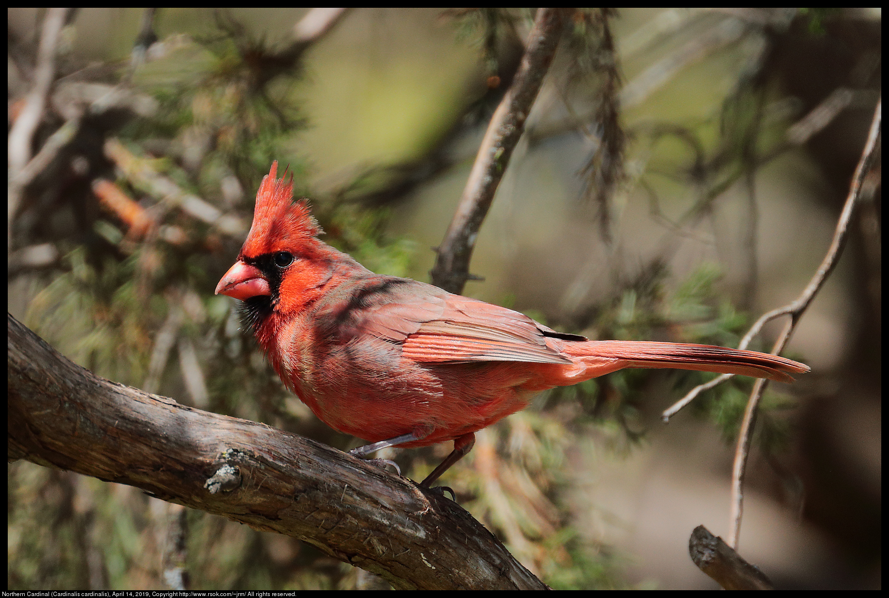 Northern Cardinal (Cardinalis cardinalis), April 14, 2019