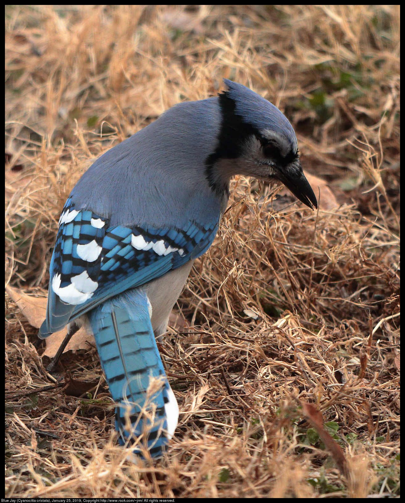 Blue Jay (Cyanocitta cristata), January 25, 2019