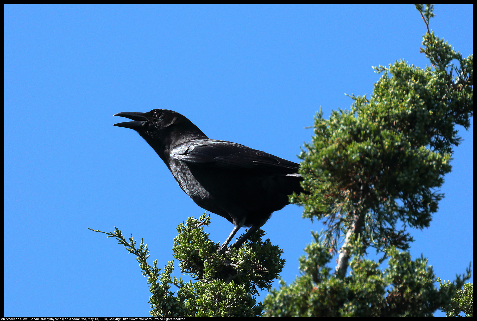 An American Crow (Corvus brachyrhynchos) on a cedar tree, May 15, 2019