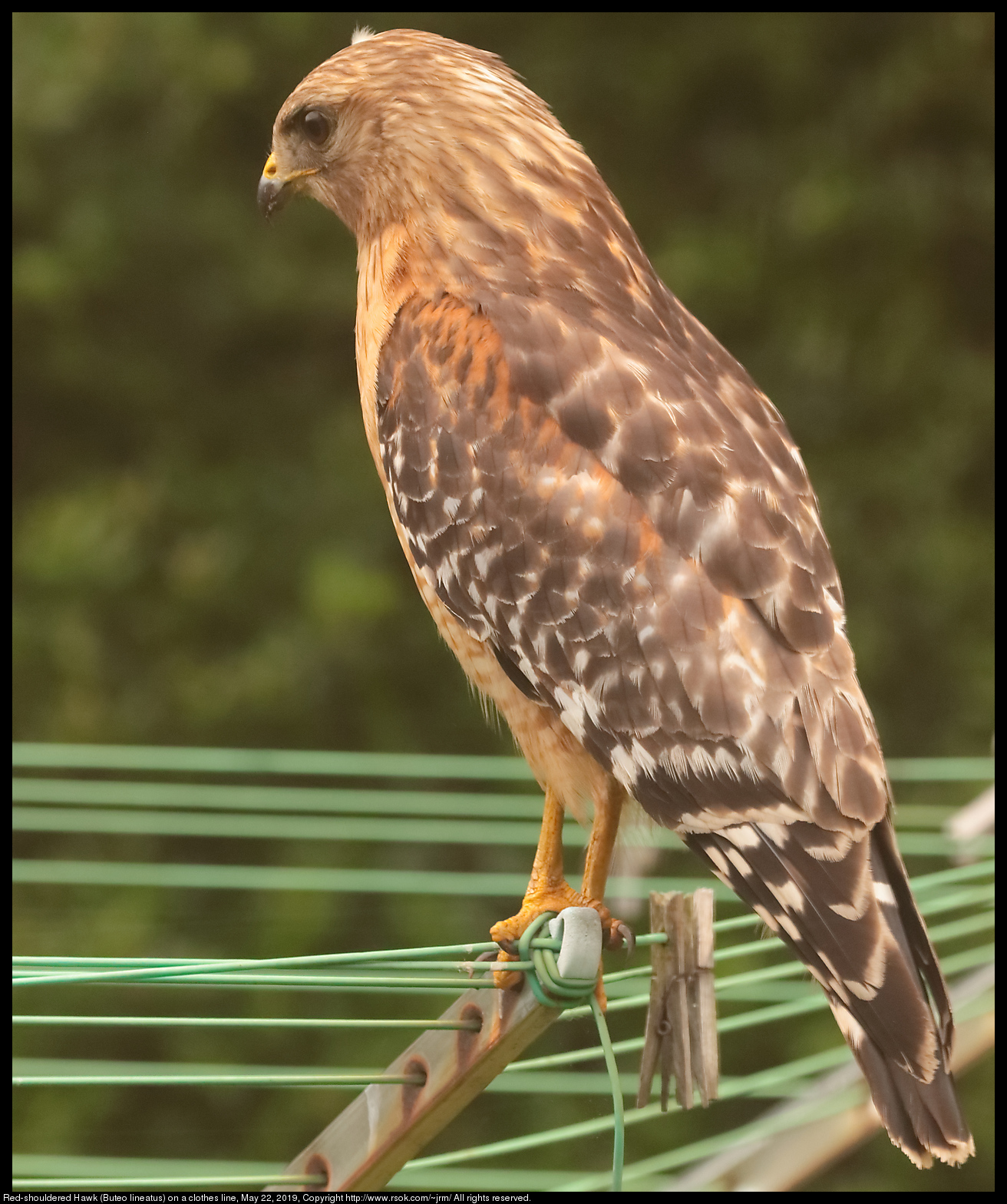 Red-shouldered Hawk (Buteo lineatus) on a clothes line, May 22, 2019