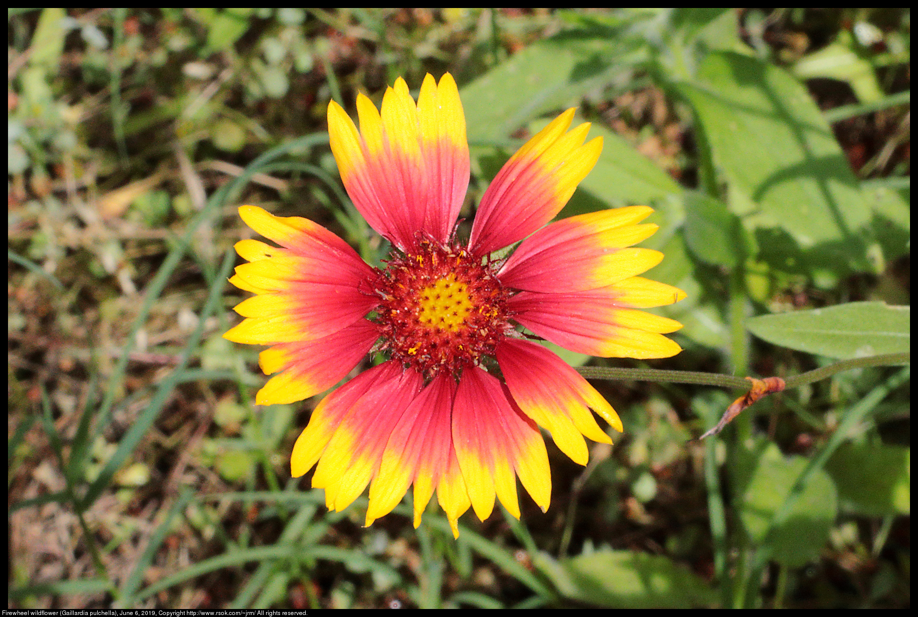 Firewheel wildflower (Gaillardia pulchella), June 6, 2019