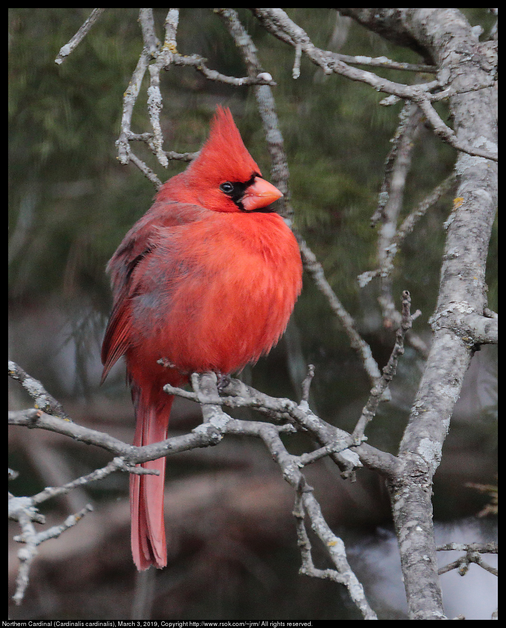 Northern Cardinal (Cardinalis cardinalis), March 3, 2019