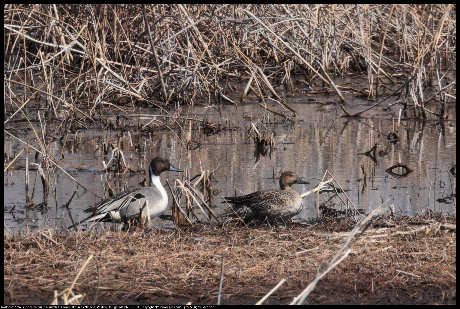 Northern Pintails (Anas acuta) in a marsh at Great Salt Plains National Wildlife Refuge, March 6, 2019