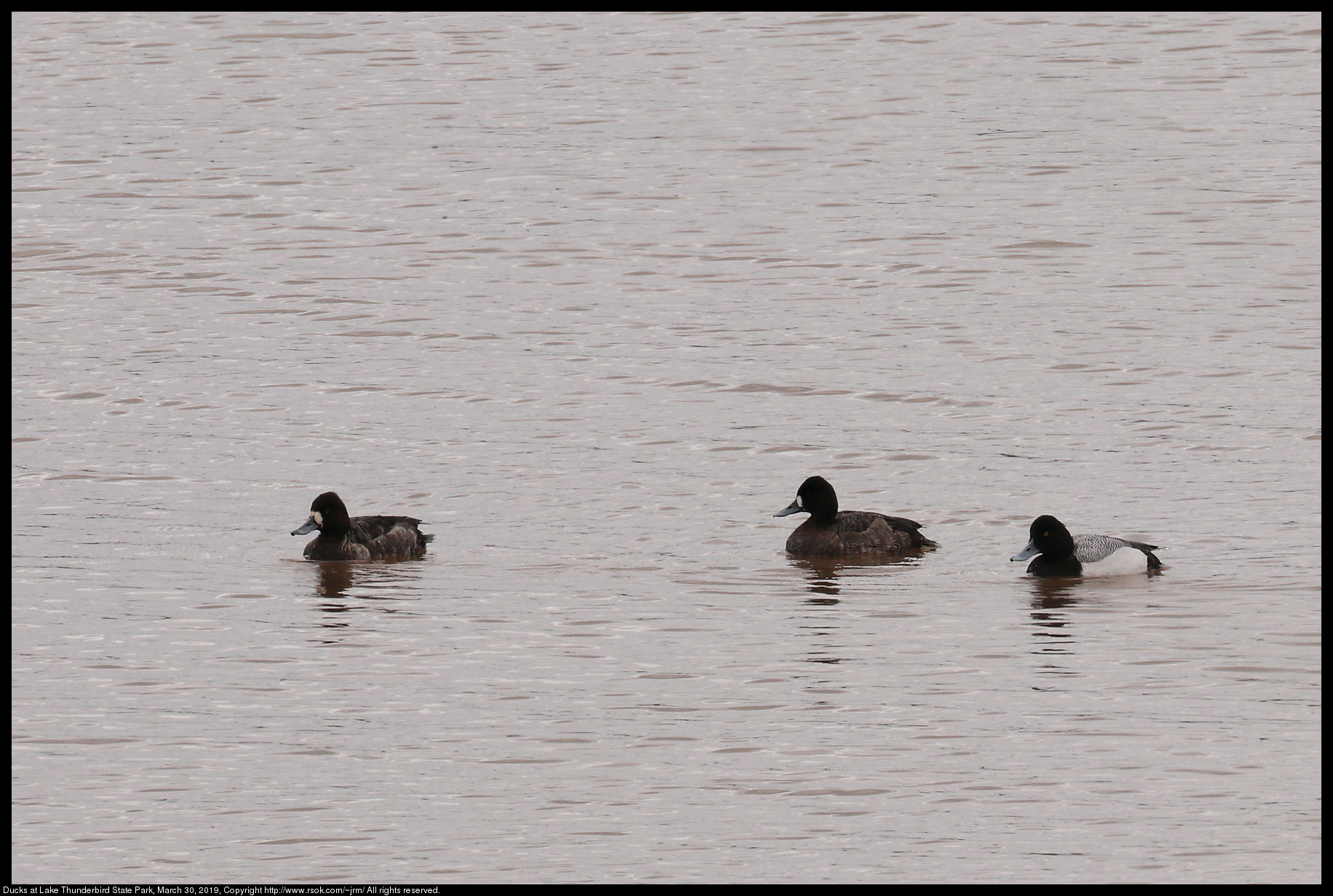 Ducks at Lake Thunderbird State Park, March 30, 2019