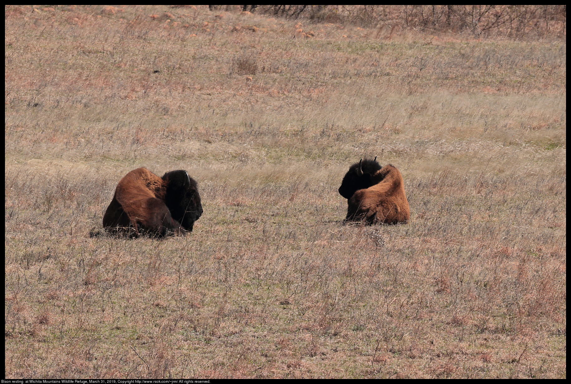 Bison resting at Wichita Mountains National Wildlife Refuge