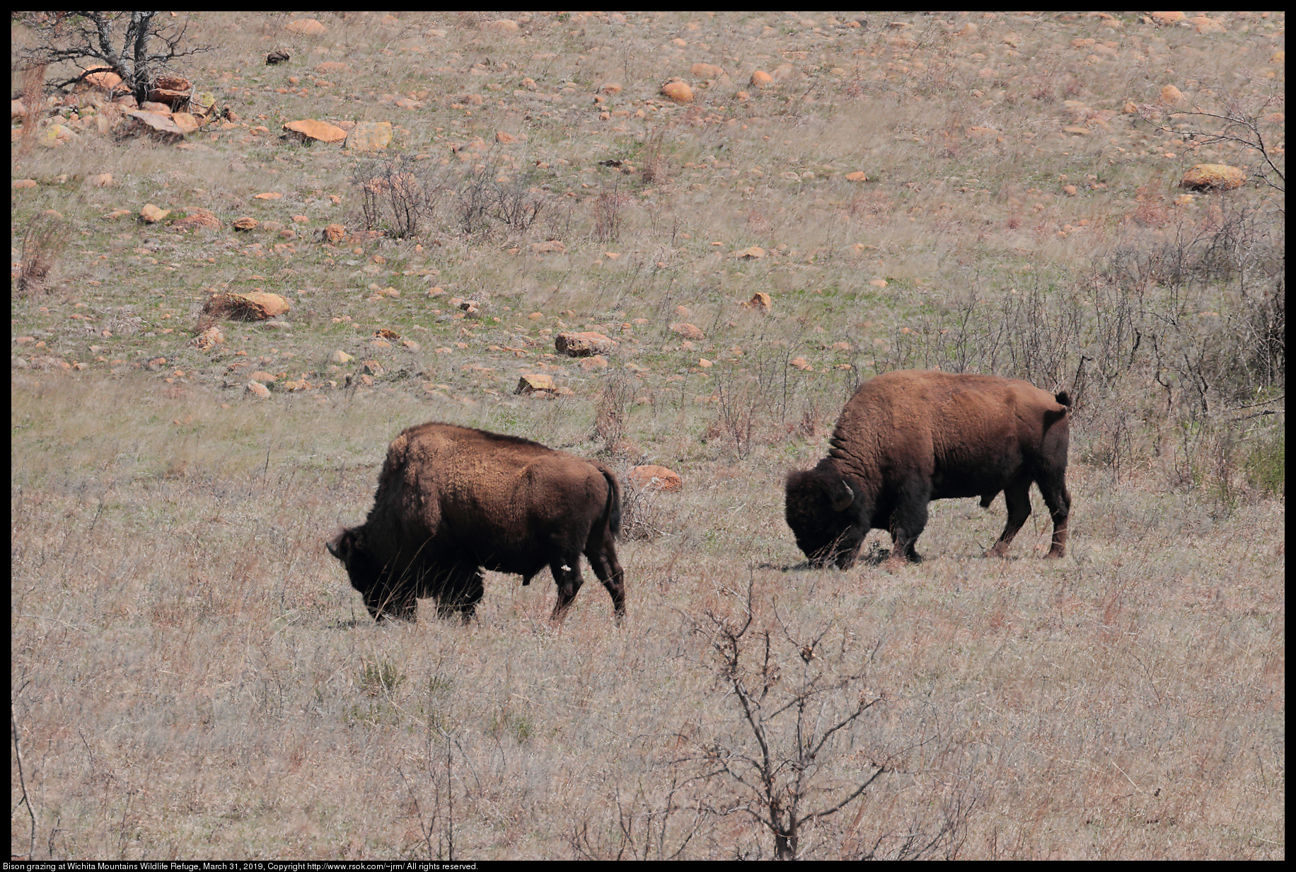 Bison grazing at Wichita Mountains Wildlife Refuge, March 31, 2019