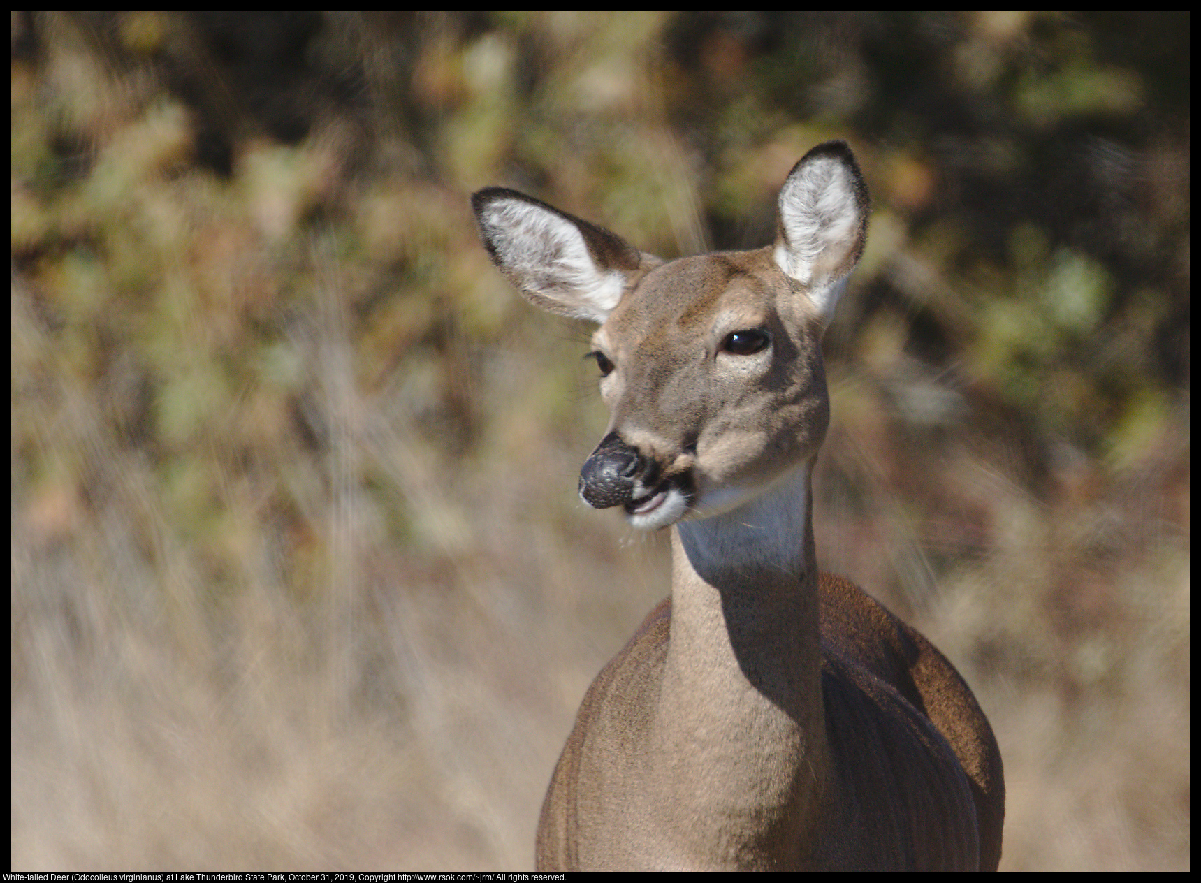 White-tailed Deer (Odocoileus virginianus) at Lake Thunderbird State Park, October 31, 2019