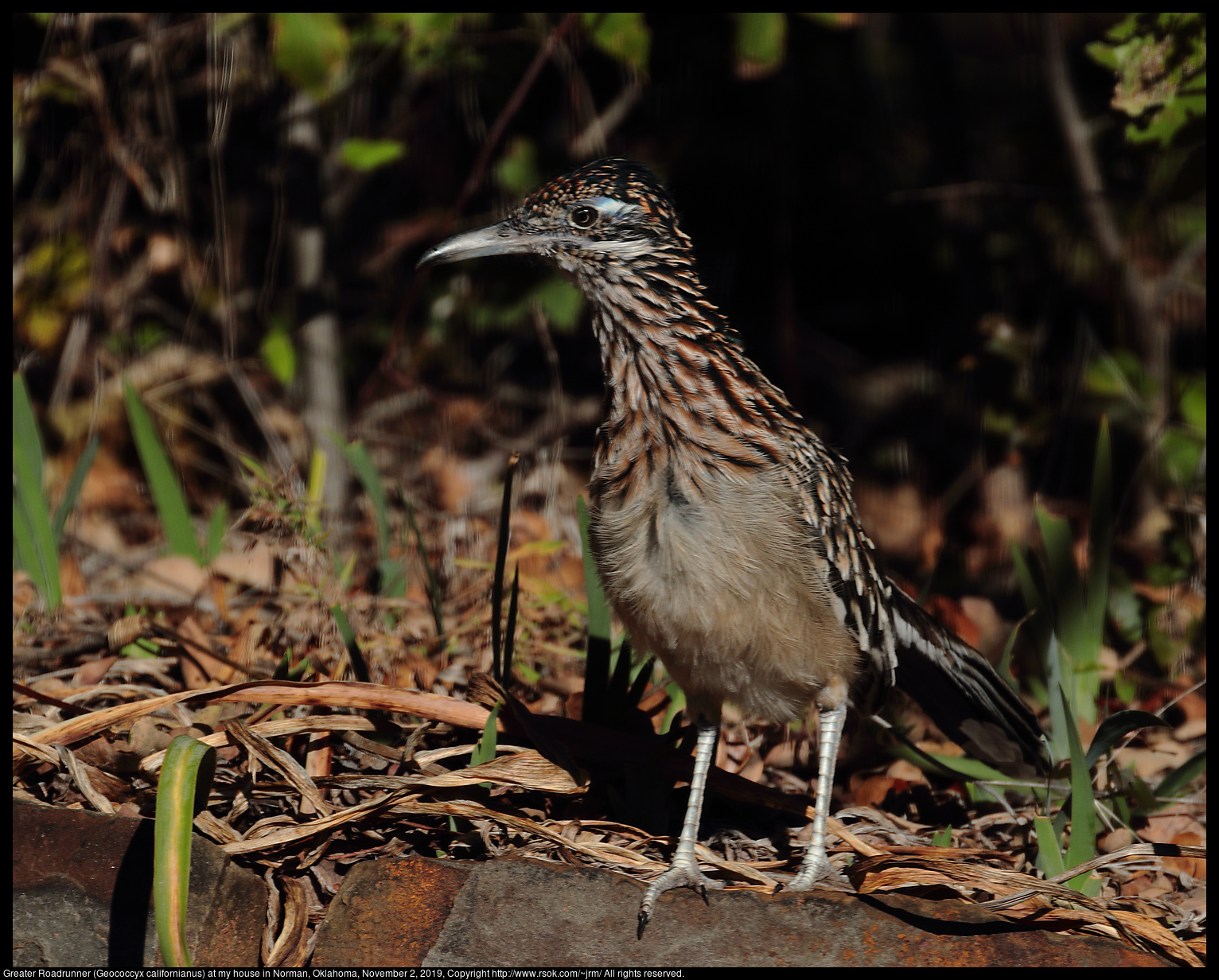 Greater Roadrunner (Geococcyx californianus) at my house in Norman, Oklahoma, November 2, 2019