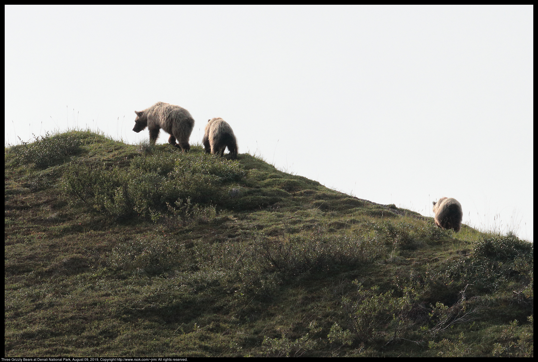Three Grizzly Bears at Denali National Park, August 09, 2019