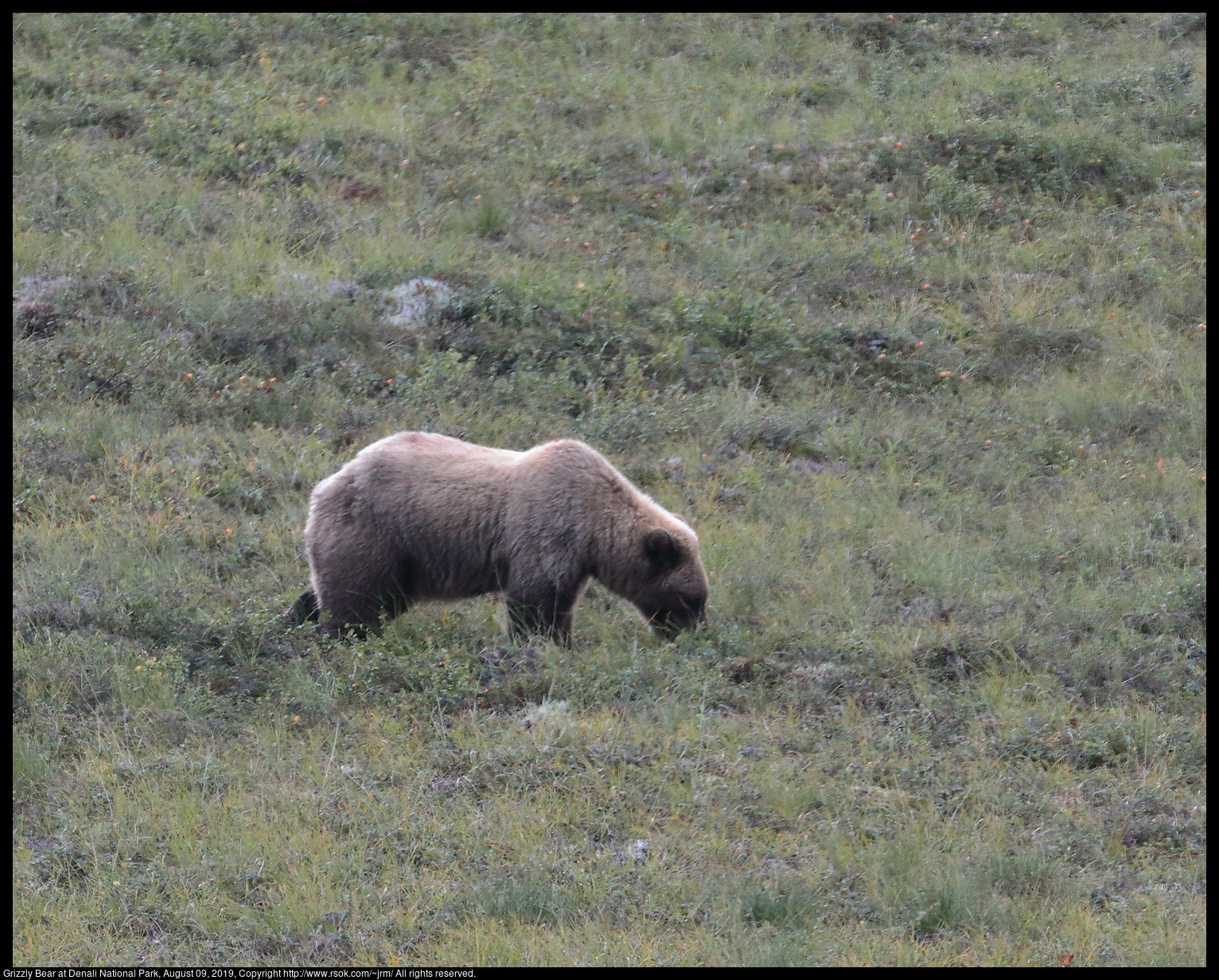 Grizzly Bear at Denali National Park, August 09, 2019