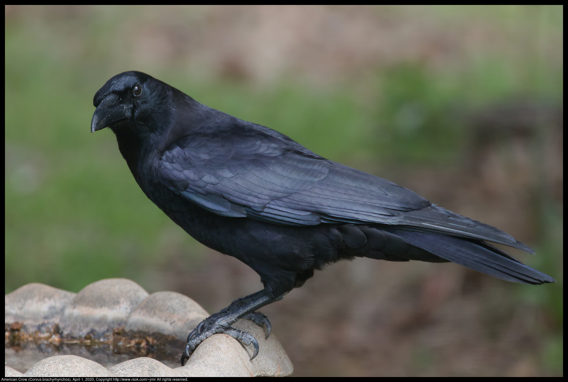 American Crow (Corvus brachyrhynchos), April 1, 2020