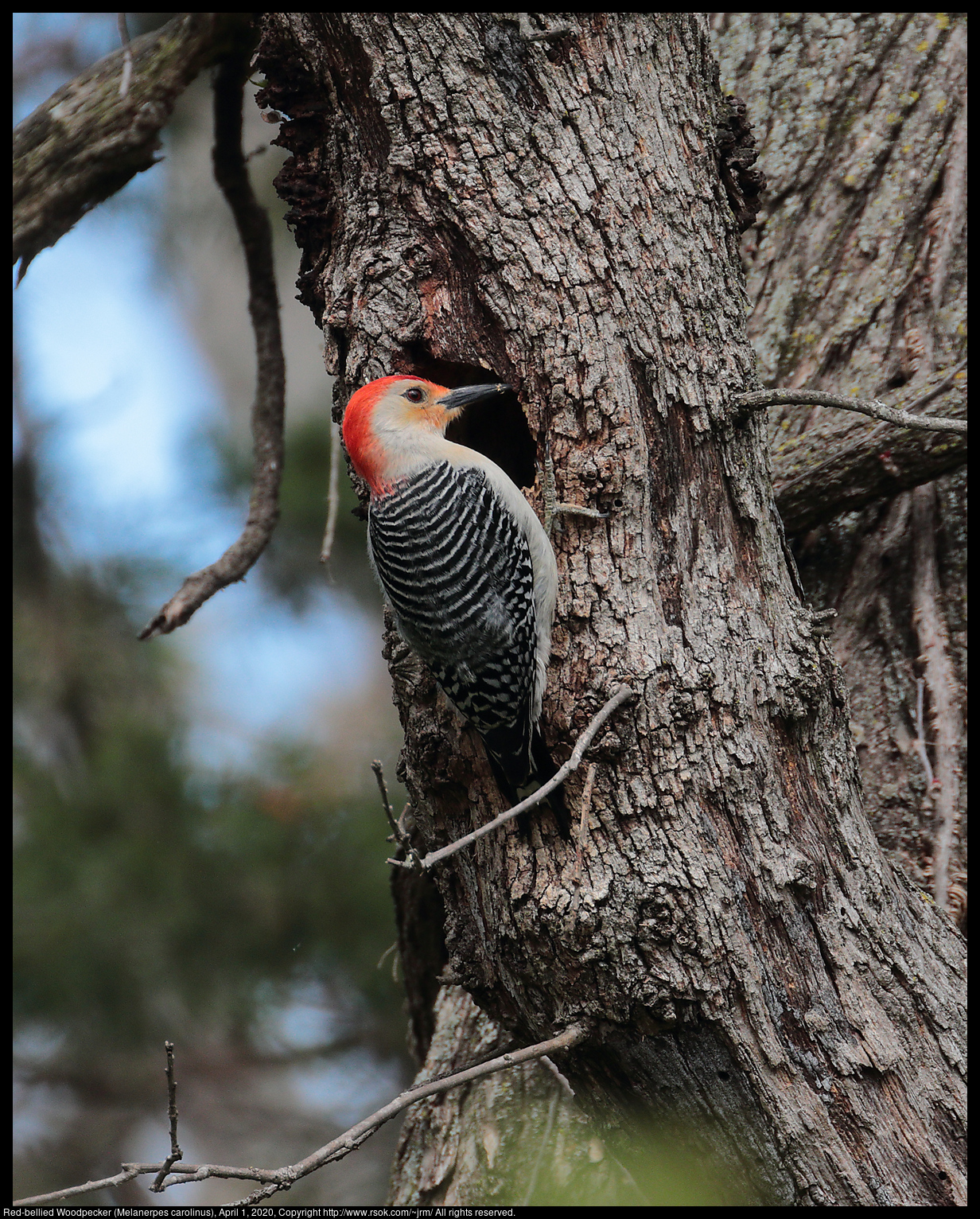 Red-bellied Woodpecker (Melanerpes carolinus), April 1, 2020