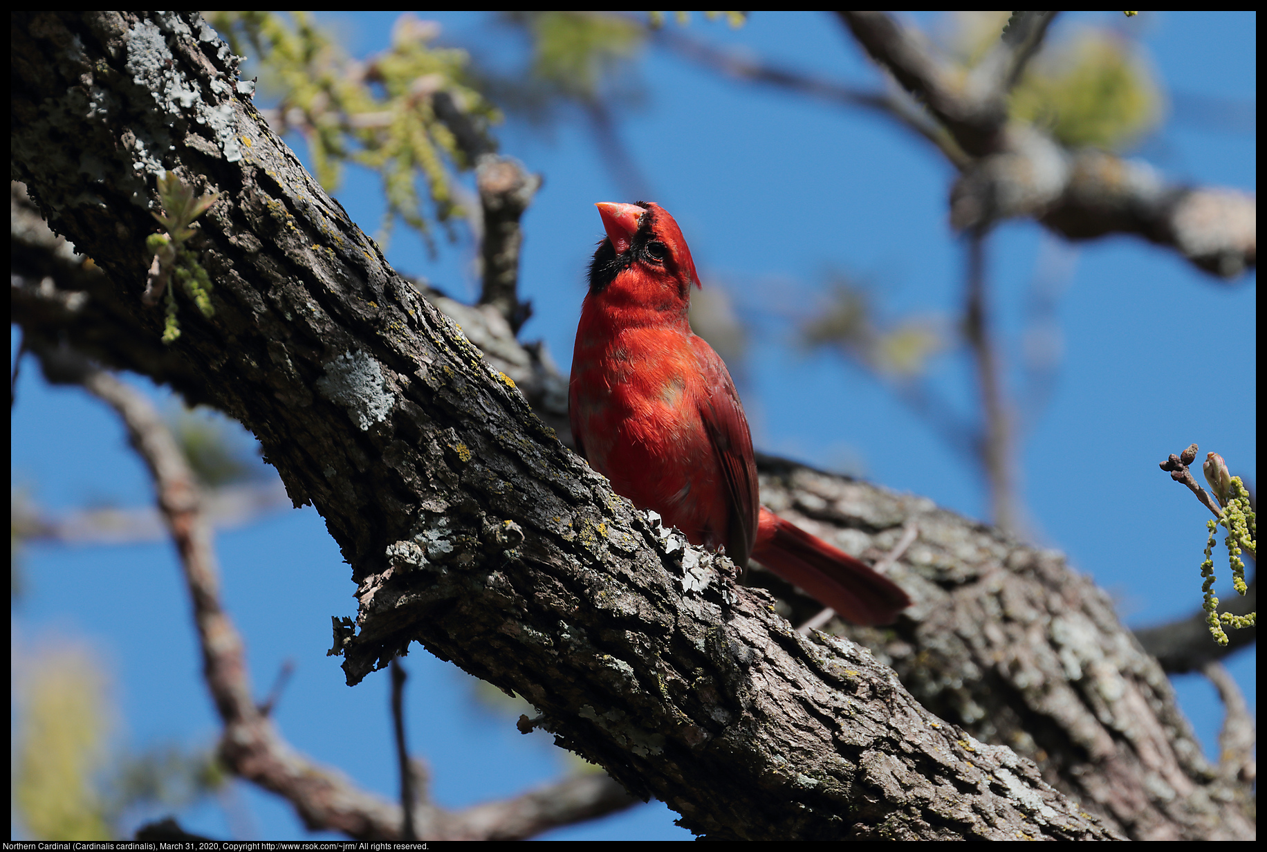 Northern Cardinal (Cardinalis cardinalis), March 31, 2020