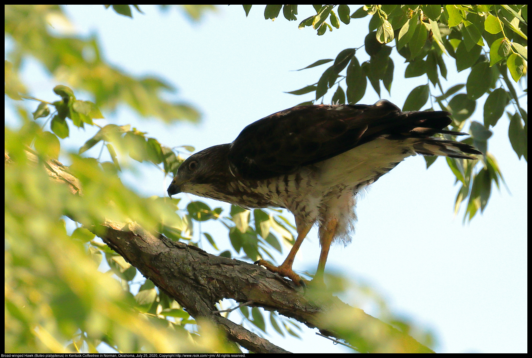 Broad-winged Hawk (Buteo platypterus) in Kentuck Coffeetree in Norman, Oklahoma, July 25, 2020